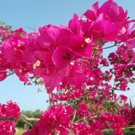 度假居 Beautiful Family House In Messinia *